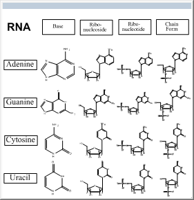 ChemBioDraw中tRNA模板