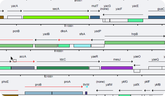 DNASTAR Lasergene Molecular Biology创建高质量图像