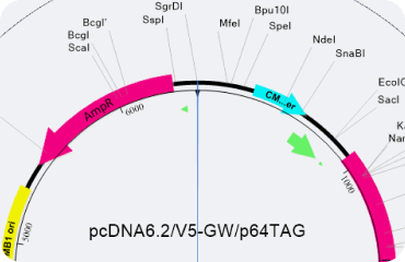 SeqBuilder Pro工具