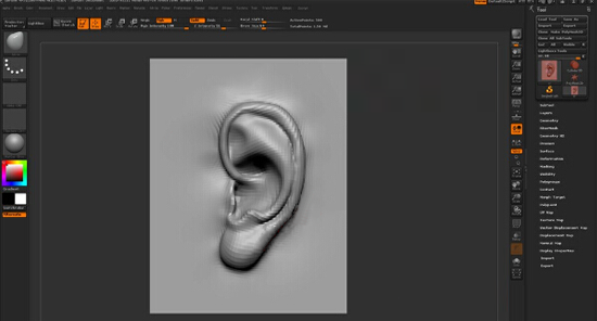 耳朵结构雕刻