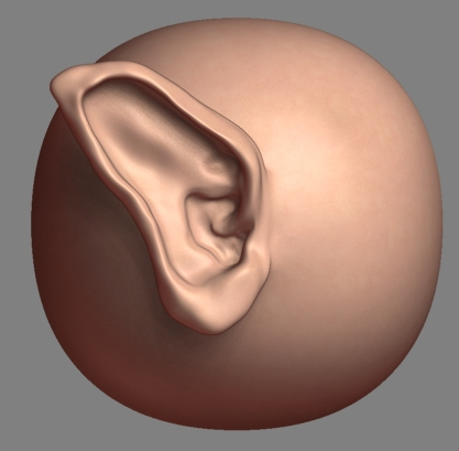 雕刻耳朵